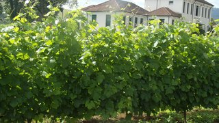Produção de vinhos desponta em Minas Gerais com variedade e novos rótulos