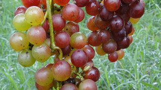 Produção de uvas da variedade Syrah está crescendo em vinícolas do estado