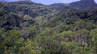 Minas Gerais divulga ações de combate ao desmatamento de Mata Atlântica