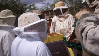Produção de mel em Nova Lima avança e movimenta economia do município
