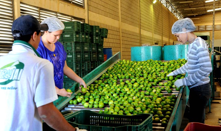 Destaque nas exportações, produção de limão do Jaíba já conquistou mercados europeus