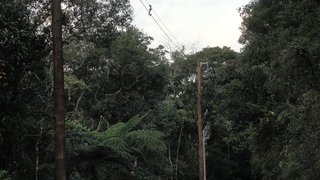 Estradas de acesso ao parque do Brigadeiro também contam com a rede protegida