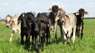 Minas possui o maior rebanho de vacas ordenhadas, com 5,5 milhões de cabeças