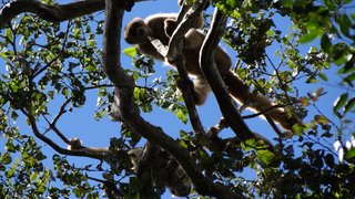 Iniciativa da Cemig auxilia na preservação de espécie de primata ameaçada de extinção