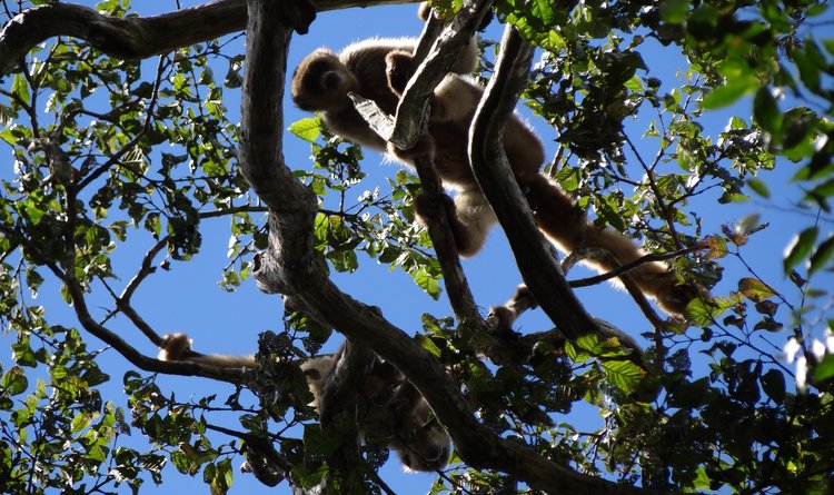 Parque Estadual da Serra do Brigadeiro abriga 20% das espécies de muriquis do planeta