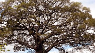 O  jequitibá rei é considerada a maior árvore da flora brasileira 