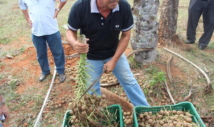 A região de Dores do Indaiá irá formar um novo polo produtivo de macaúba em Minas 
