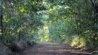 Parque Estadual do Pau Furado abriga mais de 900 espécies de fauna e flora identificadas