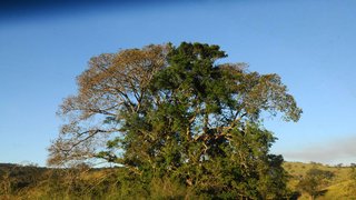 Parque Estadual do Pau Furado abriga mais de 900 espécies de fauna e flora identificadas