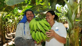 Produtores de banana do Jaíba