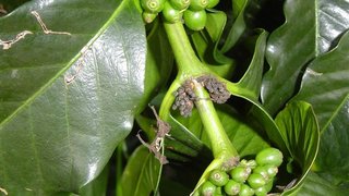 Pesquisa da Epamig alerta agricultores para controle preventivo da mancha-de-Phoma no cafeeiro