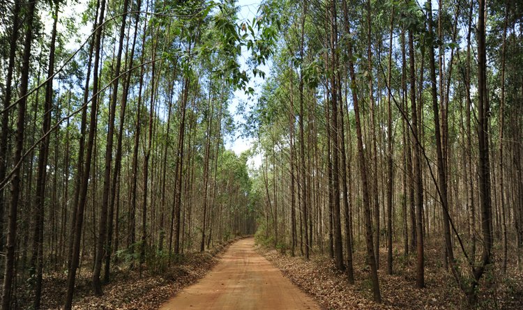O Plano Estadual de Fomento Florestal vai combater o desmatamento em todo o território mineiro