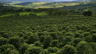 Nas fazendas é possível acompanhar todo o processo de produção do café