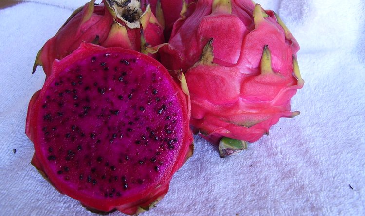 A produção de pitaya no Sul de Minas conta com o apoio e orientação da Emater-MG