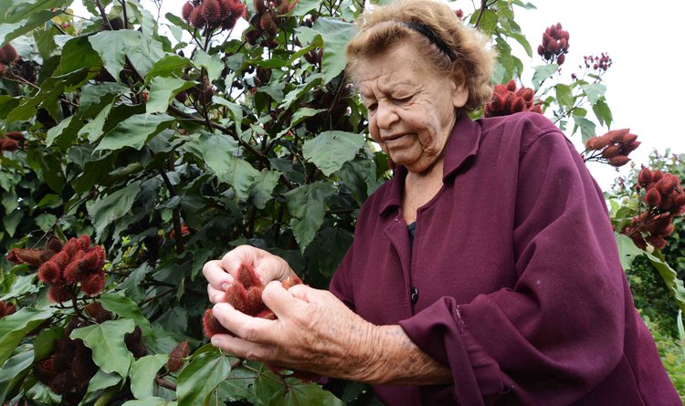 Na fazenda onde mora, em Capim Branco, Maria Aparecida e a família cultivam, por exemplo, o urucum