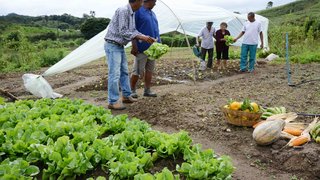 Na Fazenda Matos, em Capim Branco, família cultiva frutas e hortaliças com participação de todos