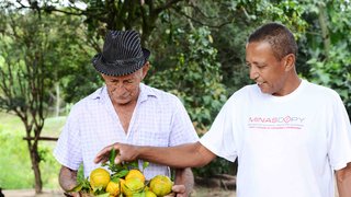 Duas gerações: Raimundo (pai) e Raimundo Jr. cuidam da plantação na fazenda, em Capim Branco
