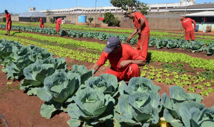 A horta tem capacidade para produzir cerca de 400 caixas de legumes e hortaliças por mês