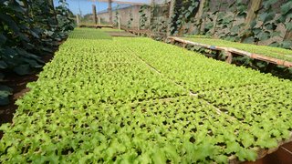A horta tem capacidade para produzir cerca de 400 caixas de legumes e hortaliças por mês