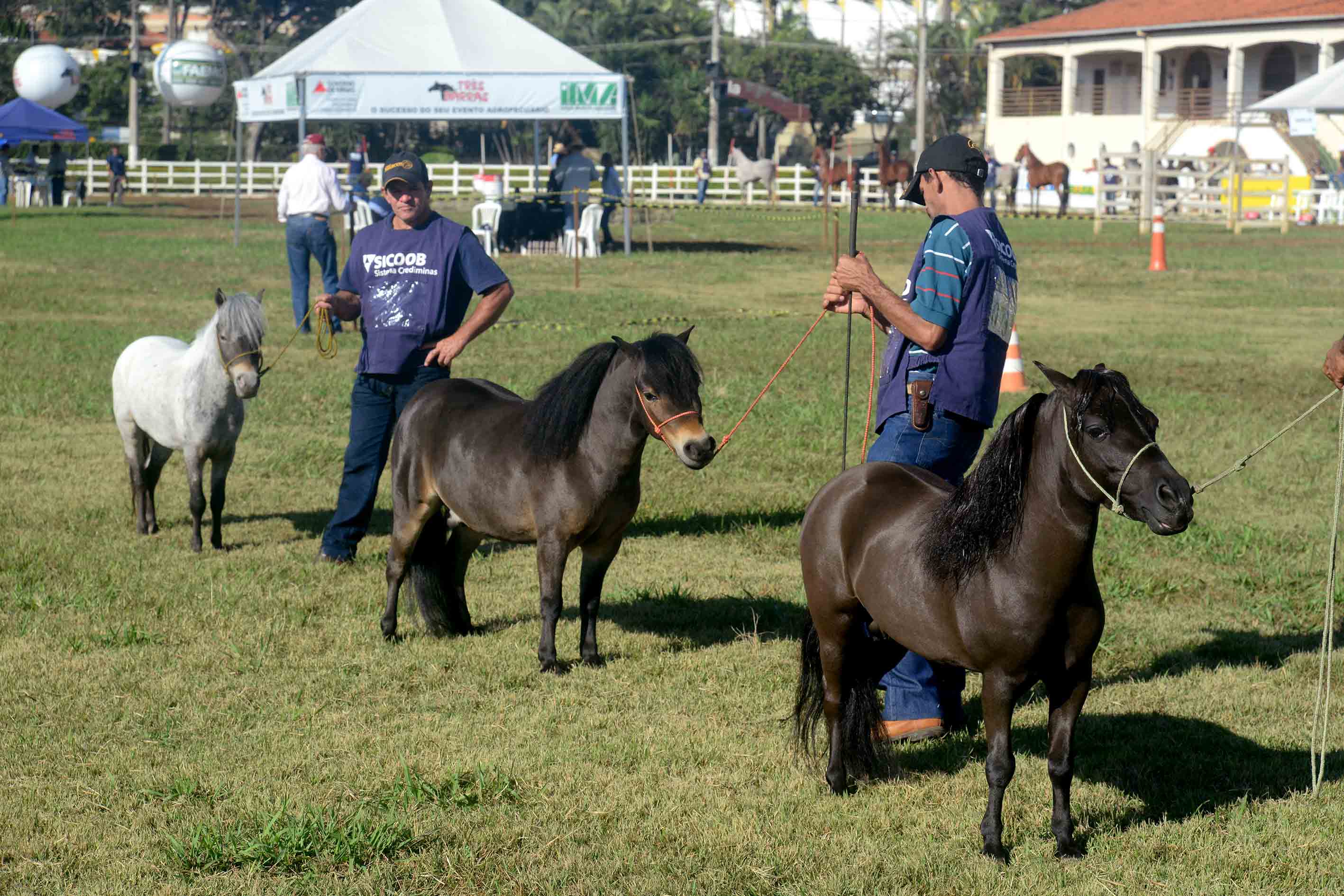 Exposição Estadual Agropecuária reúne, neste ano, cerca de 1.500 animais de 11 raças entre bovinos e equídeos // Wellington Pedro/Imprensa MG